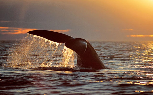 whale watching argentina