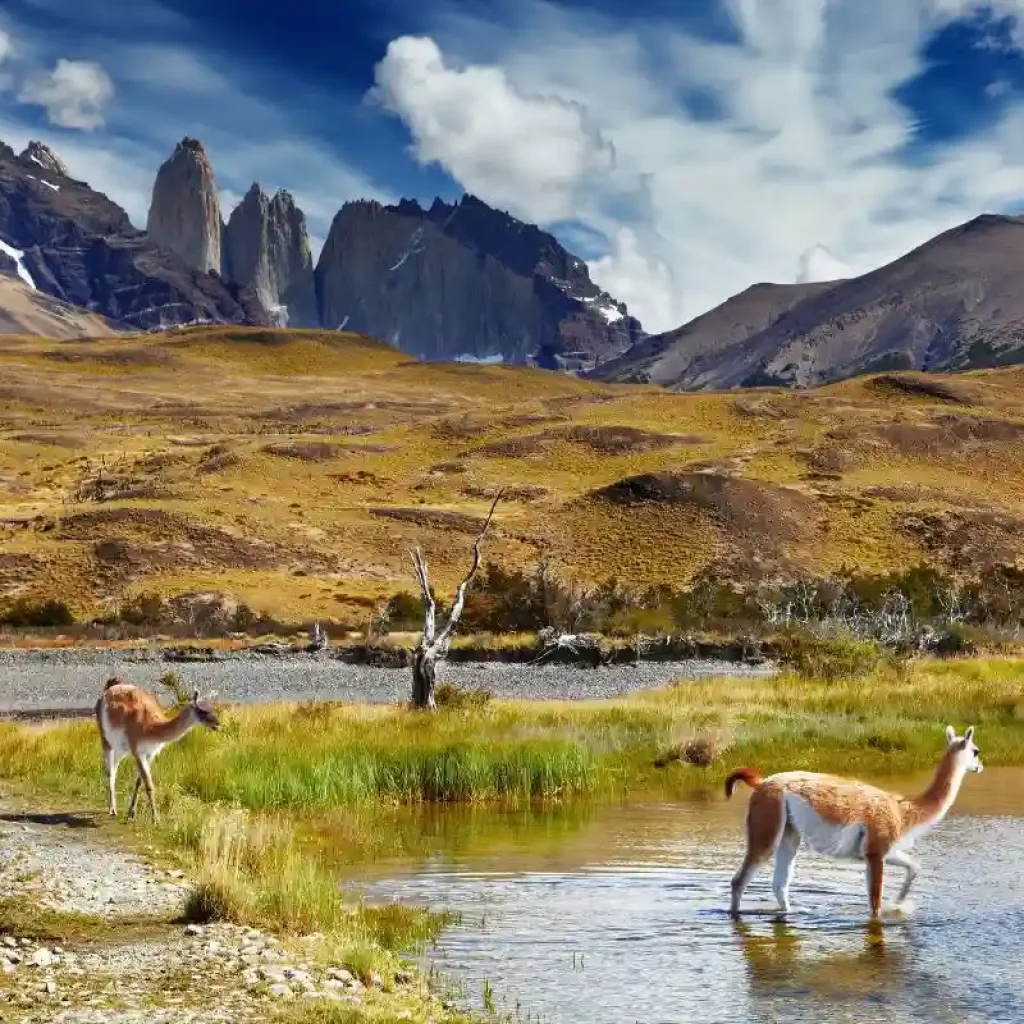 patagonia